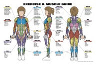 Exercise Muscle Guide - ALG119 