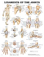 Ligaments of the Joints Anatomical Chart - ANA082PL15
