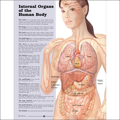 Internal Organs of The Human Body Paper Poster by Anatomical Chart Company - ANA105