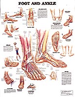 Foot And Ankle Chart - ANA204PL15