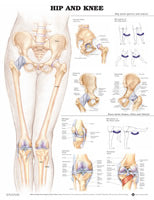 Hip And Knee Chart - ANA205PU