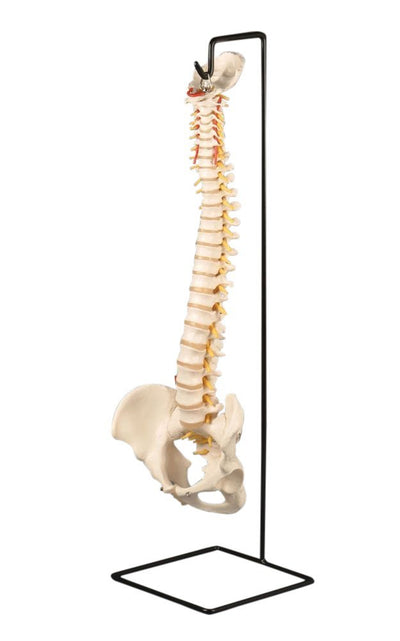 Flexible vertebral column - ANA302
