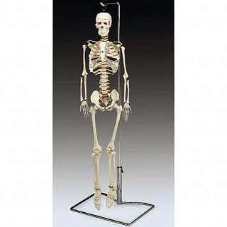 Flexible Mr. Thrifty Skeleton With Spinal Nerves - ANA669