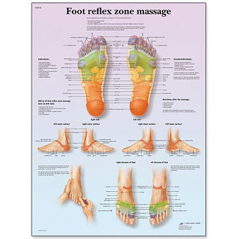 3B Scientific Foot Massage Reflex Zone Chart - BBB161LAM