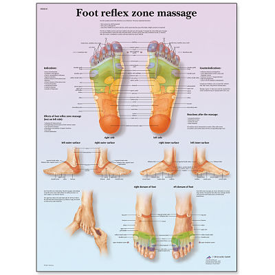 3B Scientific Foot Massage Reflex Zone Chart - BBB161LAM