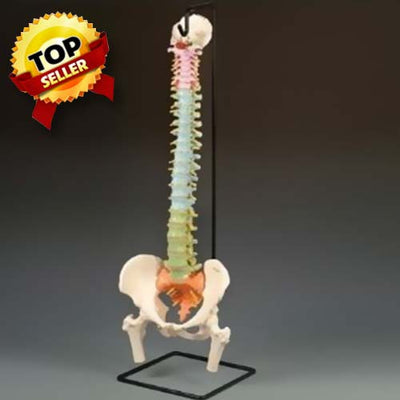Didactic Flexible Spine Model With Femur Heads - BBBA589