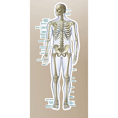 Skeletal System Vinyl Poster by Body Part Chart - BPC00860005