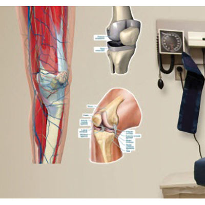 Knee Vinyl Poster by Body Part Chart - BPC00860008104D