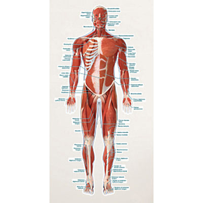 Labeled Muscular System Vinyl Poster by Body Part Chart - BPC008600