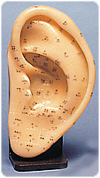 Acupuncture Ear Model - CIC104