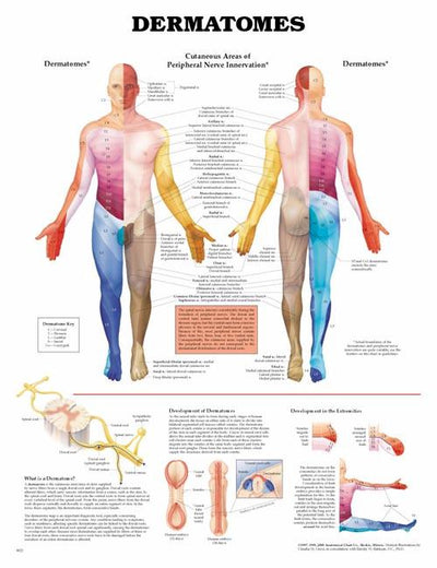 Dermatones Anatomy Chart, Laminated, 26" X 20" - ANA227PL15